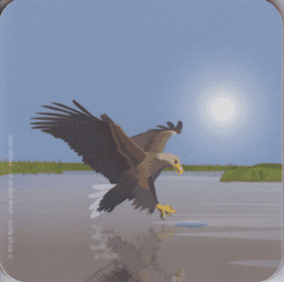 Zeige Details für Wild at Art Coaster - Seeadler Bild von Wild at Art Coaster - Seeadler